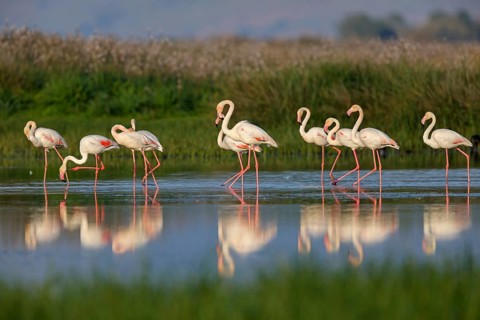 Pink flamingo, (Phoenicopterus ruber), Phoenicopterus roseus, animals, birds, flamingo, biotope,
