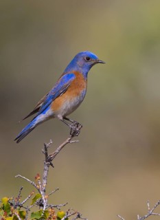 Western Bluebird (Sialia mexicana) male, California, USA