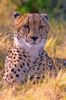 Africa, Botswana, cheetah, Acinonyx jubatus, Botswana, Botswana