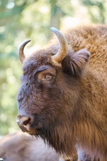 European bison (Bison bonasus) portrait in a forest in spring, Bavarian Forest, Germany