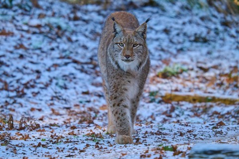 A lynx walking through a snowy forest landscape, winter, lynx (Lynx lynx), Hesse, Germany
