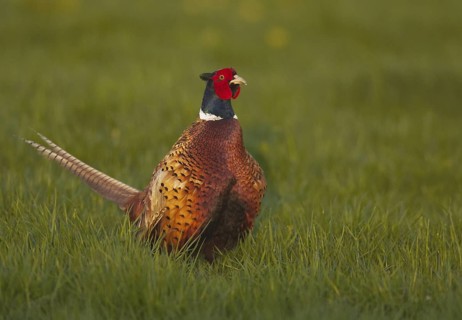 Common Pheasant (Phasianus colchicus) male, Schleswig-Holstein, Germany