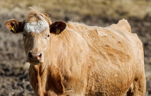 Beef from the Jahnsfeld organic farm in Brandenburg. The suckler cows graze the surrounding