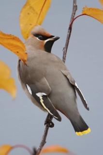 Bohemian Waxwing (Bombycilla garrulus), Amstelveen, Netherlands
