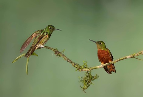 Buff-tailed Coronet & Chestnut-breasted Coronet (Boissonneaua flavescens & Boissonneaua matthewsii)