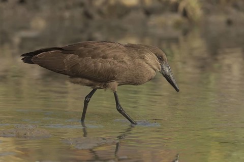 Hamerkop (Scopus umbretta), Gambia