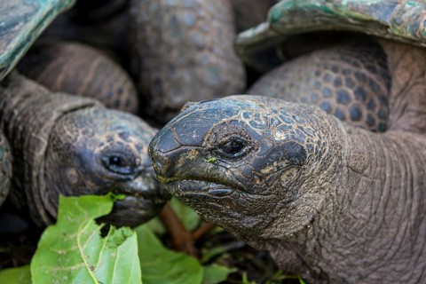 Aldabra giant Seychelles tortoise (Aldabrachelys gigantea), Anse Takamaka, Mahe, Republic of
