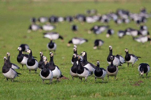 Barnacle Goose (Branta leucopsis) foraging, Netherlands