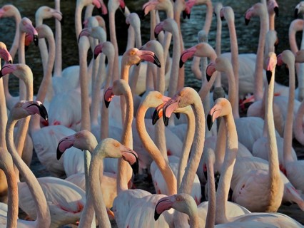 Pink flamingo (Phoenicopterus roseus)