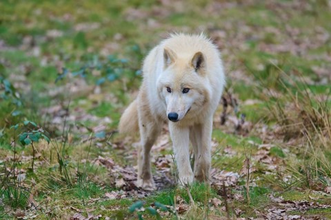 A white wolf in the green of a forest-covered ground, Arctic wolf (Canis lupus arctos), Germany