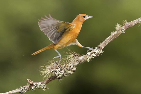 Female Baltimore Oriole on cloud forest branch