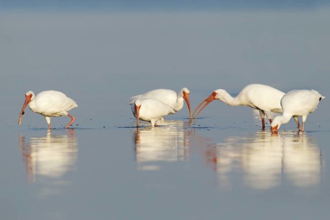 American White Ibis (Eudocimus albus), Florida, USA