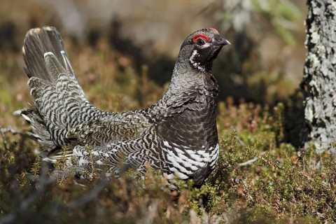 Spruce Grouse (Falcipennis canadensis) male, Manitoba, Canada