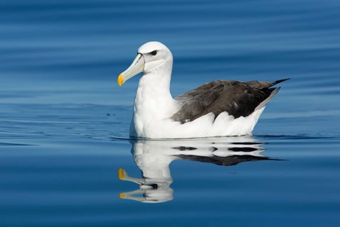 Shy Albatross (Thalassarche cauta), Victoria, Australia