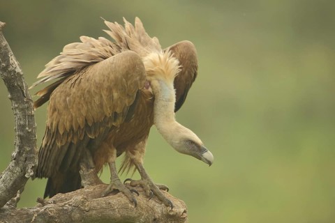 Griffon vulture (Gyps fulvus), plumage, neck, nature photography, Torrejon El Rubio, Monfragüe,