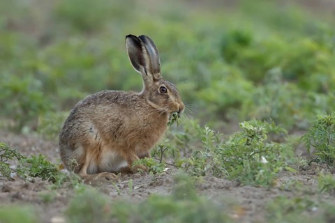 European brown hare (Lepus europaeus) adult animal eating a plant in a farmland field in summer,