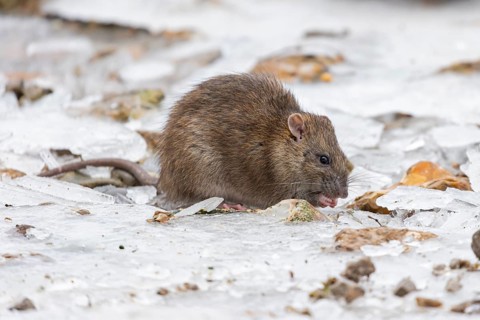 Brown rat (Rattus norvegicus) adult rodent animal feeding on seed on ice in winter, England, United