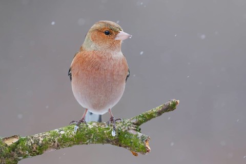 Common Chaffinch (Fringilla coelebs) male, Lower Saxony, Germany