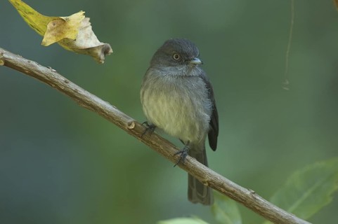 Abyssinian Slaty Flycatcher (Melaenornis chocolatinus), Ethiopia