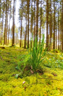 Rays of sunlight penetrate a dense forest canopy and illuminate lush mossy soil and young blades of