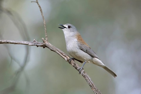 Grey Shrikethrush (Colluricincla harmonica) singing, Victoria, Australia