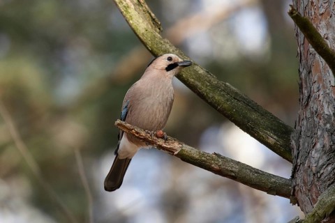 Jay in a park. Krasnodar. Russia