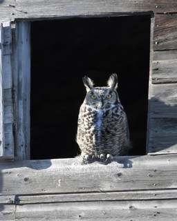 Great Horned Owl (Bubo virginianus), Saskatchewan, Canada