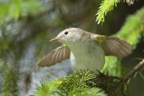 Western Bonelli's Warbler (Phylloscopus bonelli), Bavaria, Germany