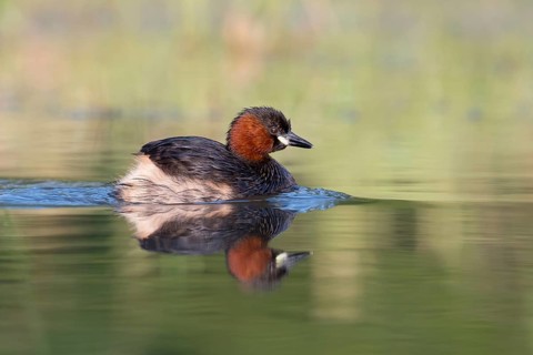 Little Grebe (Tachybaptus ruficollis), Saxony, Germany