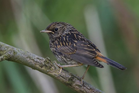 Bluethroat (Luscinia svecica cyanecula) juvenile, Schleswig-Holstein, Germany