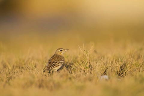 Tawny Pipit (Anthus campestris), Oman