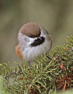 Boreal Chickadee (Poecile hudsonicus), Saskatchewan, Canada