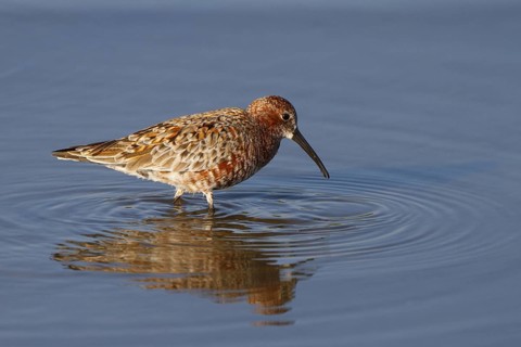 Curlew Sandpiper (Calidris ferruginea) foraging, Greece
