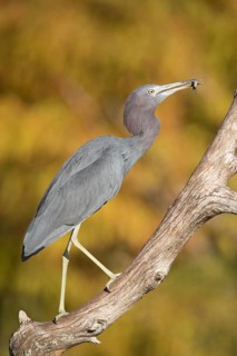 Little Blue Heron (Egretta caerulea) perched on a branch with fish in beak, Florida, USA