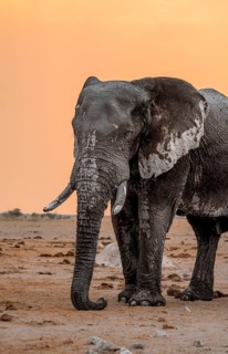 African elephant (Loxodonta africana), adult male, animal portrait, at sunset, Nxai Pan National