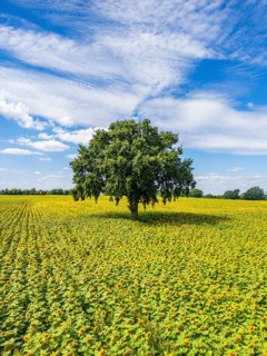 Aerial view, drone photo: Field with sunflowers and a single tree, Ueckermünde, Szczecin Lagoon,
