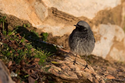 Black Redstart - Hausrotschwanz - Phoenicurus ochruros ssp. gibraltariensis, Spain, adult male