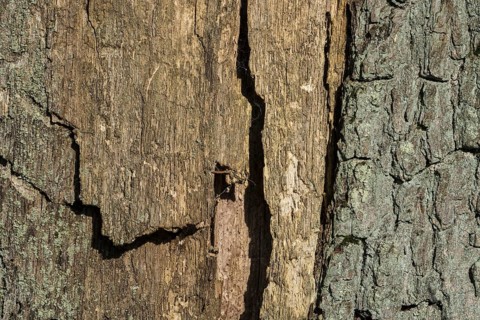 Wooden surface