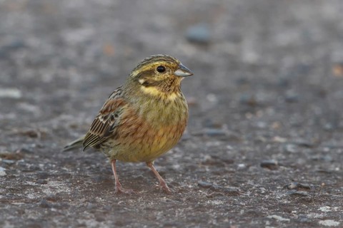 Cirl Bunting (Emberiza cirlus) female, Rhineland-Palatinate, Germany