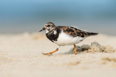 Ruddy Turnstone (Arenaria interpres), Ma'agan Michael, Israel
