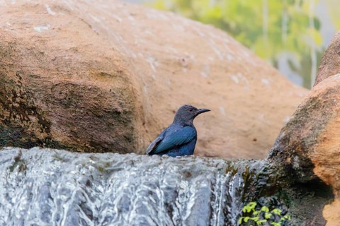 A male red-winged starling (Onychognathus morio) bathes in a small stream above a waterfall.