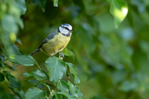 Blue tit (Cyanistes caeruleus) adult garden bird on an Ivy tree branch in summer, England, United