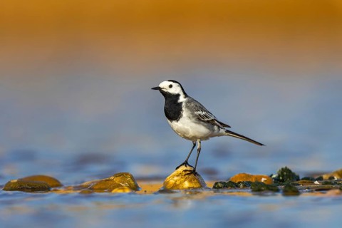 White Wagtail (Motacilla alba), North Rhine-Westphalia, Germany