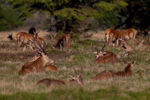 The red deer (Cervus elaphus) looking into the camera has a special antler, a third one grows