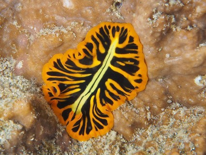 Tiger flatworm (Pseudoceros dimidiatus)