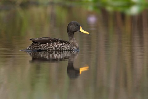 Yellow-billed Duck (Anas undulata), Uganda