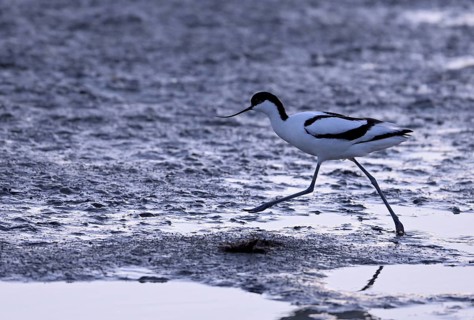 Avocet (Recurvirostra avosetta) in the water against the light, Texel, North Holland, Netherlands