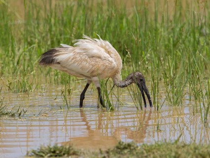 Black-headed Ibis (Threskiornis melanocephalus) foraging, Sri Lanka