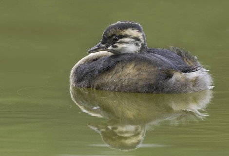 White-tufted Grebe (Rollandia rolland) juvenile, Argentina