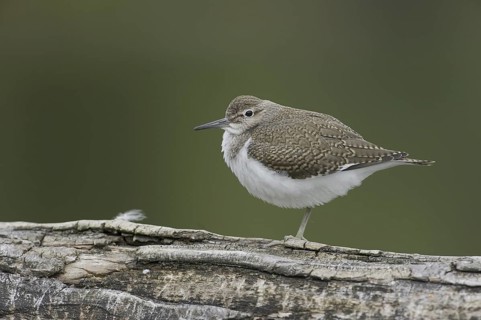 Common Sandpiper (Actitis hypoleucos), Saxony, Germany